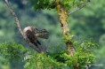 /album/galleria-fotografica/falco-pecchiaiolo-27052018-126-jpg/